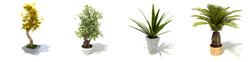 DOSCH 3D: Rośliny doniczkowe